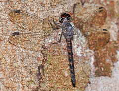 Tyriobapta kuekenthali