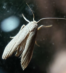 Prionopterina grammatistis