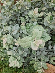 Brachylaena rotundata