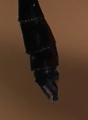 Macromia cincta