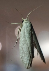 Prionopterina grammatistis