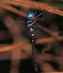 Macromia cincta