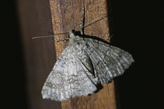 Ascotis fortunata