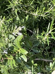 Salvia rosmarinus