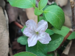 Ruellia prostrata