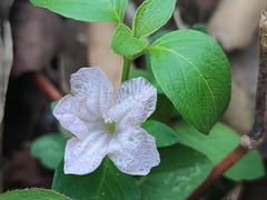 Ruellia prostrata
