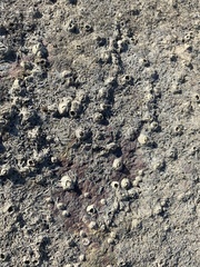 Amphibalanus amphitrite