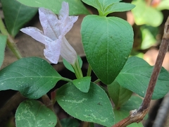 Ruellia prostrata