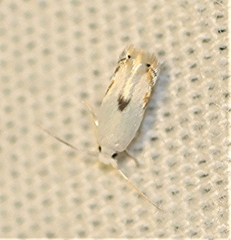 Opostegidae