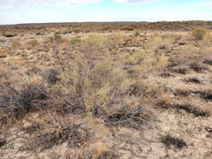 Haloxylon ammodendron