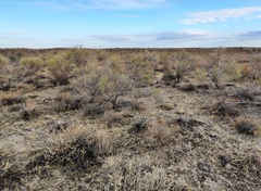 Haloxylon ammodendron