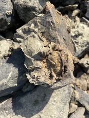 Saccostrea cuccullata