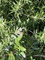 Salvia rosmarinus