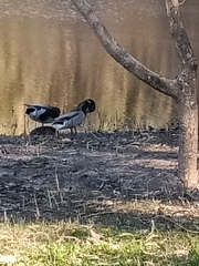 Anas platyrhynchos