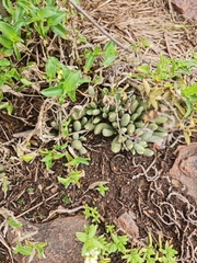 Adromischus umbraticola