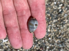 Purpuradusta gracilis