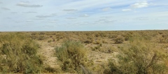 Haloxylon