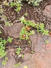 Crassula dependens