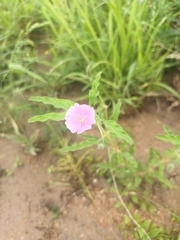Monsonia