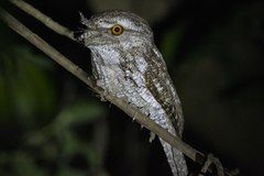 Podargus ocellatus marmoratus