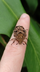 Gymnetis punctipennis