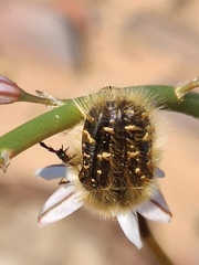 Tropinota squalida
