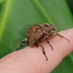 Gymnetis punctipennis