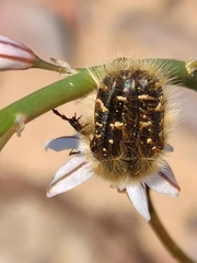 Tropinota squalida