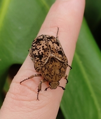 Gymnetis punctipennis