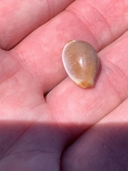 Staphylaea staphylaea