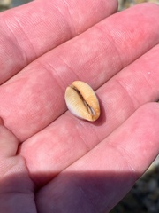 Staphylaea staphylaea