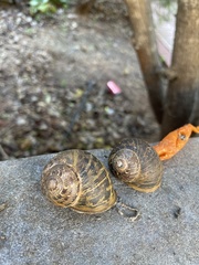 Cornu aspersum