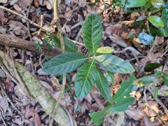 Psychotria loniceroides