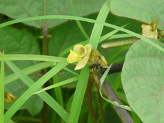 Vigna radiata