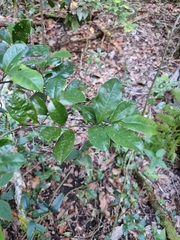 Eupomatia laurina