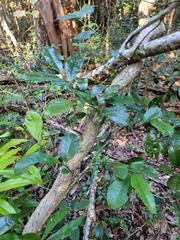 Eupomatia laurina