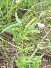 Monsonia