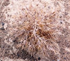 Ceratocarpus arenarius