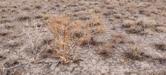 Ferula