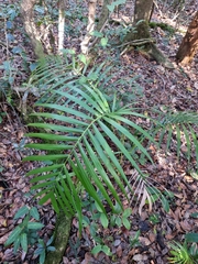 Archontophoenix cunninghamiana