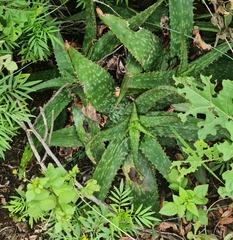 Aloe greatheadii davyana