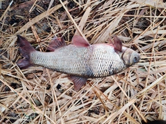 Leuciscus idus