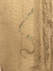 Psammophis mossambicus