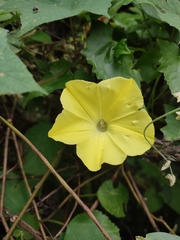 Camonea vitifolia