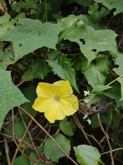 Camonea vitifolia