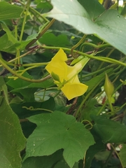 Camonea vitifolia