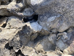 Saccostrea cuccullata