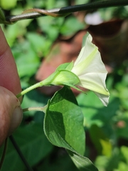 Hewittia malabarica