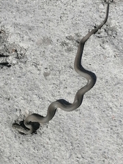 Natrix tessellata