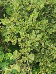 Vangueria parvifolia